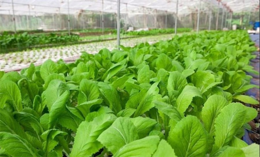 5 cách phân biệt rau sạch, rau bẩn cực kỳ đơn giản
