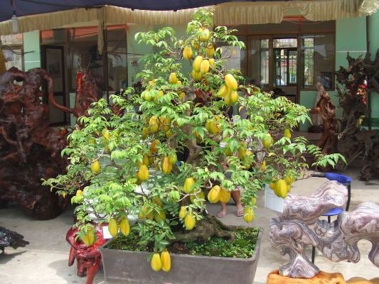  Trồng ngay một cây khế trong nhà, nhỏ thôi cũng đủ thay đổi tài vận và là nguyên liệu làm đẹp giá trị